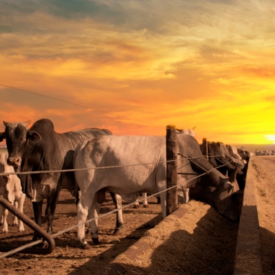 Nutrição adequada durante a seca 