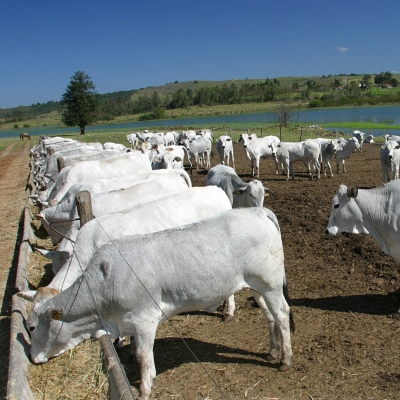 É recomendado suplementar o rebanho o ano inteiro?